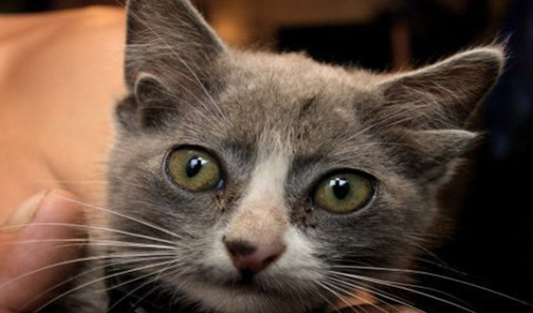 O pisica cu patru urechi si un singur ochi si-a gasit in sfarsit o familie