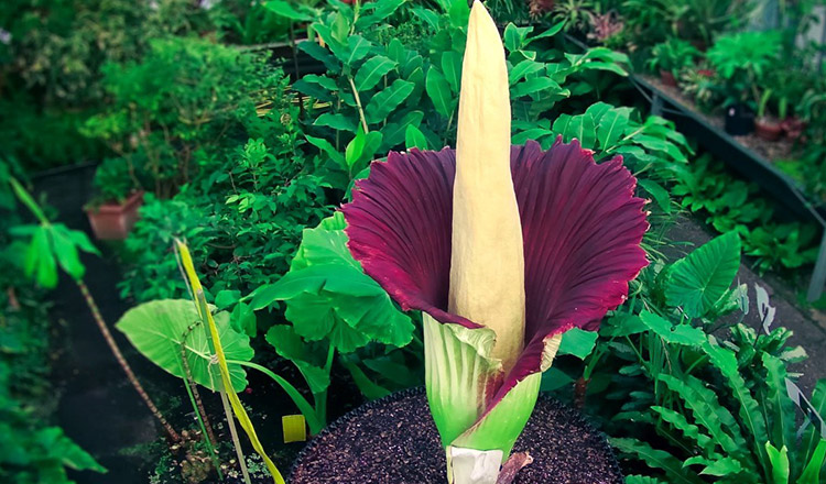 Floarea Cadavru-Cea mai mare floare din lume