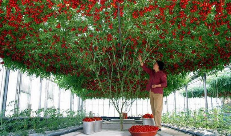 Pomul care face rosii creste si in Romania. Traieste pana la 7 ani si produce anual sute de kilograme de rosii gustoase