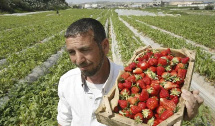 Ministrul agriculturii din Italia cere Romaniei sa ii lase urgent pe muncitori inapoi la munca