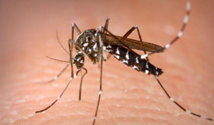 Pot transmite țânțarii noul coronavirus? Ce spun experții