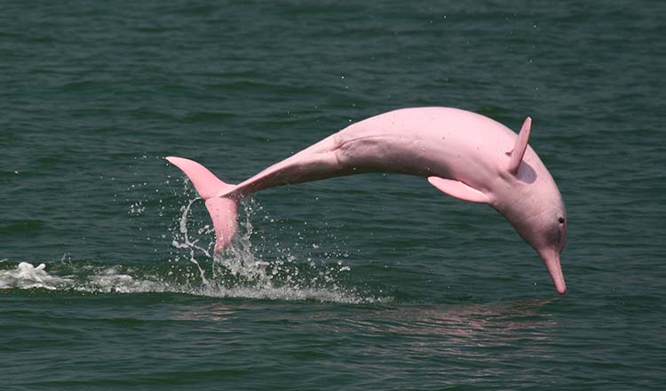 Delfinii roz și-au făcut apariția în Golful Thailandei! Imagini unice surprinse de pescari