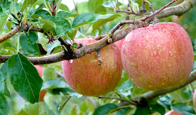 Un măr pe zi ține nu doar doctorul departe, ci și posibilitatea de a face Alzheimer