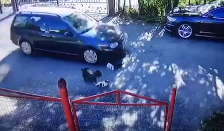 Pui de câine călcați de o mașină care a trecut cu viteză peste ei, șoferul nici nu a oprit.