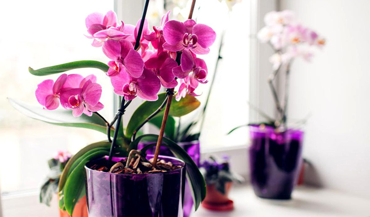 Cum menținem orhideea înflorită cât mai mult timp – Sfaturi de la specialiști
