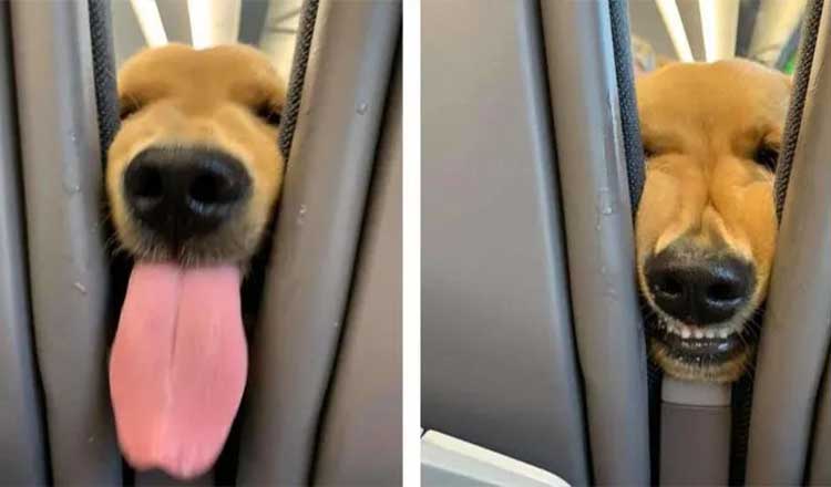Puppy Gets Bored On The Plane And Decides To Entertain The Passengers