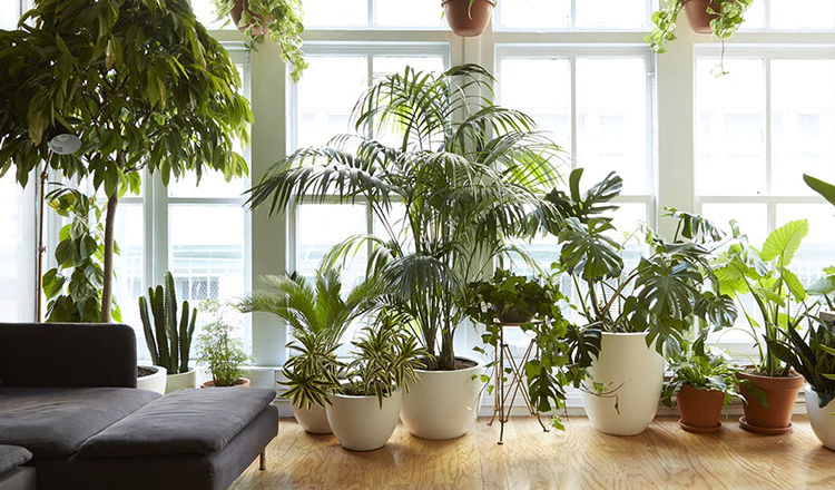9 plante pentru a aduce noroc, energie pozitiva si prosperitate in casa ta