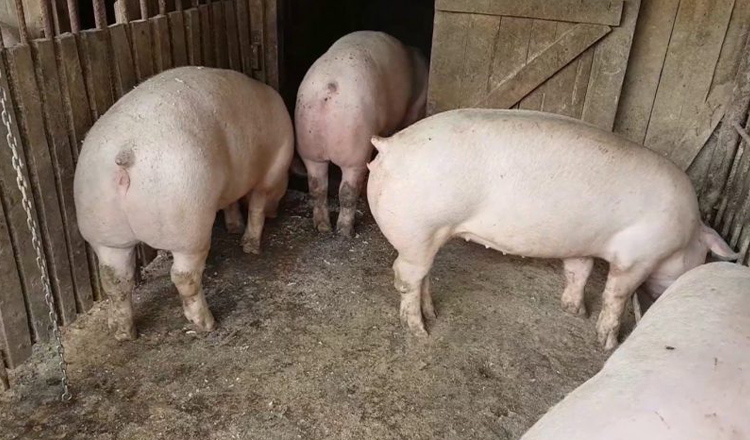 Noua lege a porcului. Se interzice deţinerea scroafelor în gospodărie şi hrănirea porcilor cu resturi alimentare