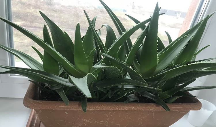 Aloe vera, planta care nu ar trebui sa iti lipseasca din casa