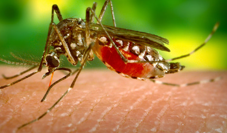Cât de periculos este virusul Zika