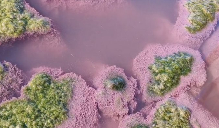 Lacul Techirghiol a devenit roz. Care este explicația acestui fenomen